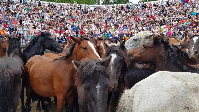 Caballos en el curro durante la Rapa das Bestas de Sabucedo